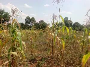 15 Acres in Kamira, Luwero District With a Title at Only 10m Per.
