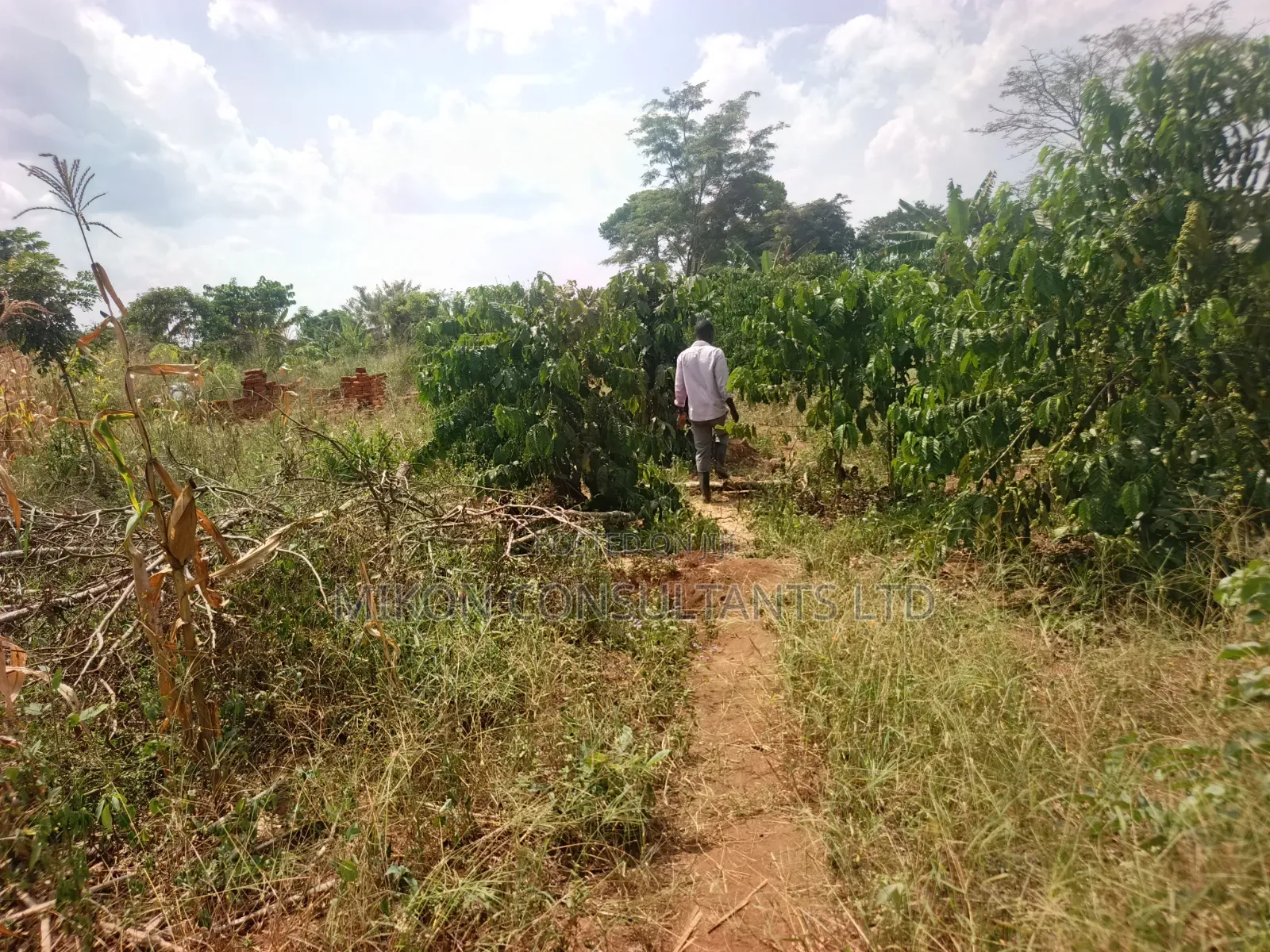 15 Acres in Kamira, Luwero District With a Title at Only 10m Per.