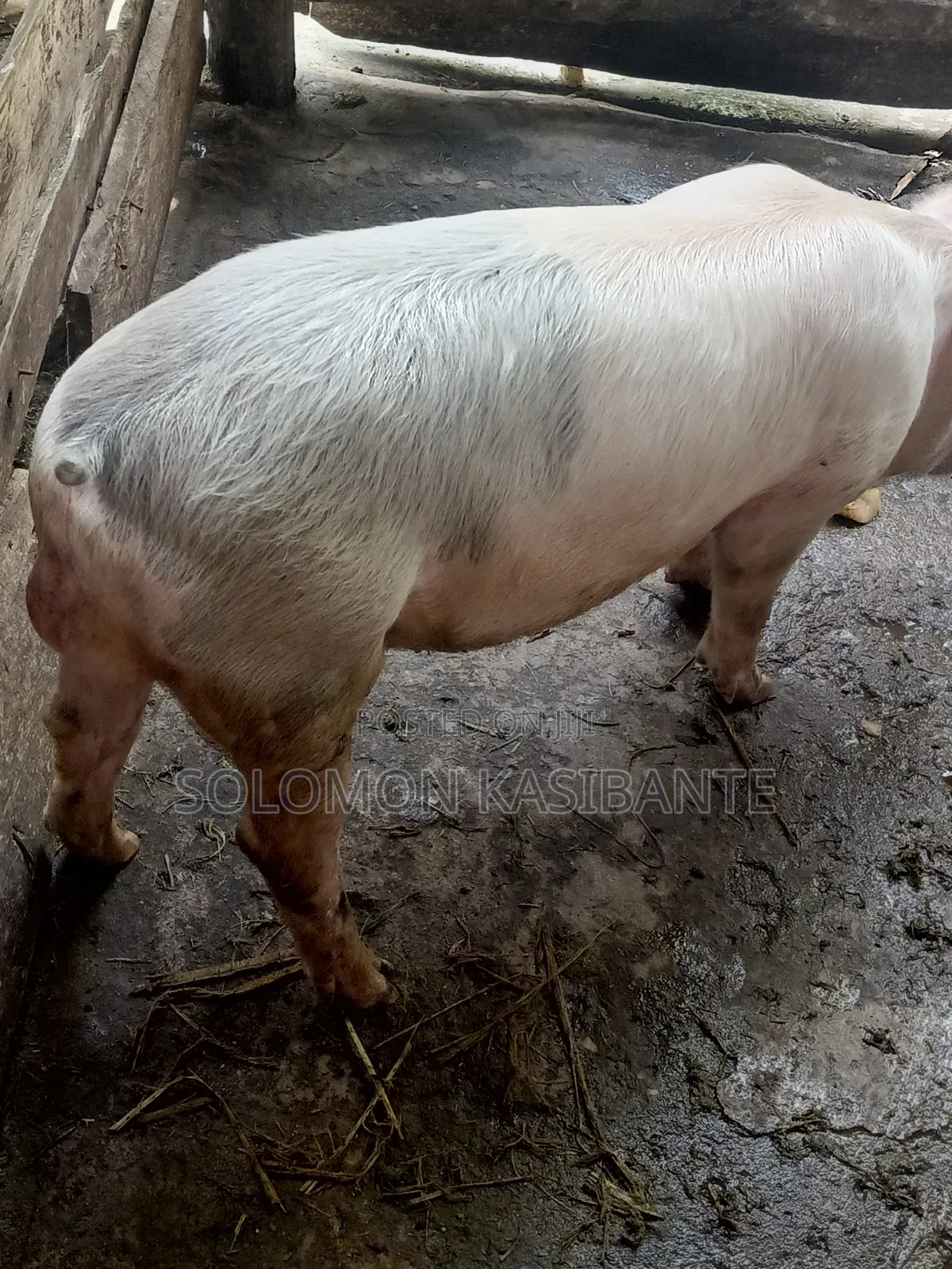 Pigs For Breeding (Cross Of Cg36/F1 Semen)