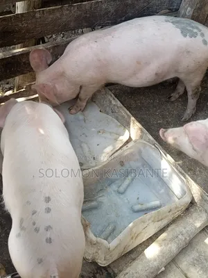 Pigs For Breeding (Cross Of Cg36/F1 Semen)
