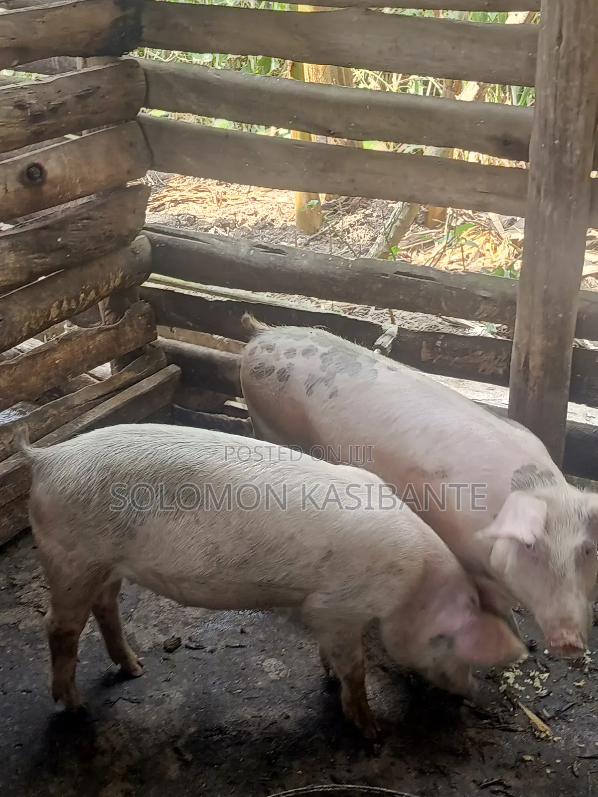 Pigs For Breeding (Cross Of Cg36/F1 Semen)