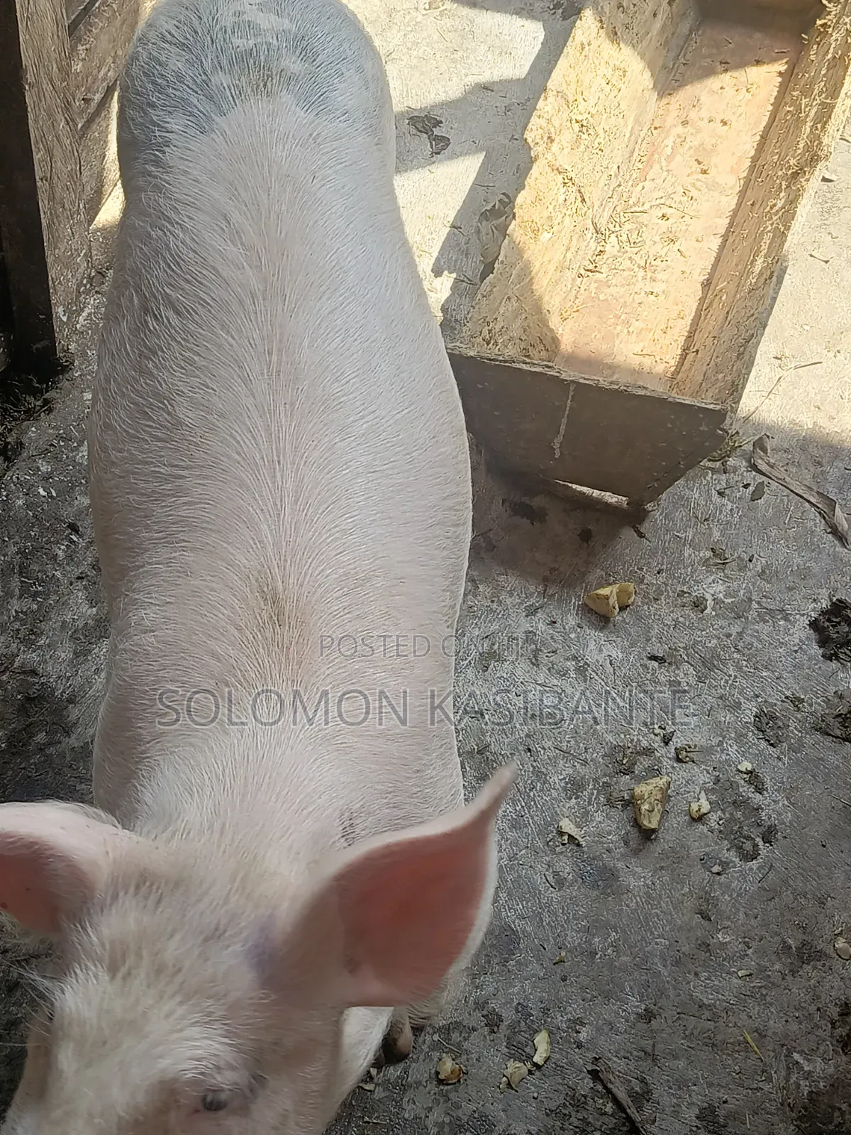 Pigs For Breeding (Cross Of Cg36/F1 Semen)