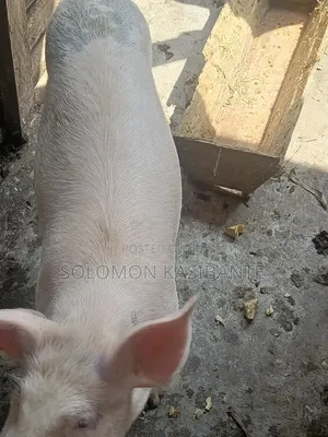 Pigs For Breeding (Cross Of Cg36/F1 Semen)