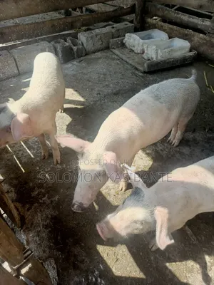 Pigs For Breeding (Cross Of Cg36/F1 Semen)
