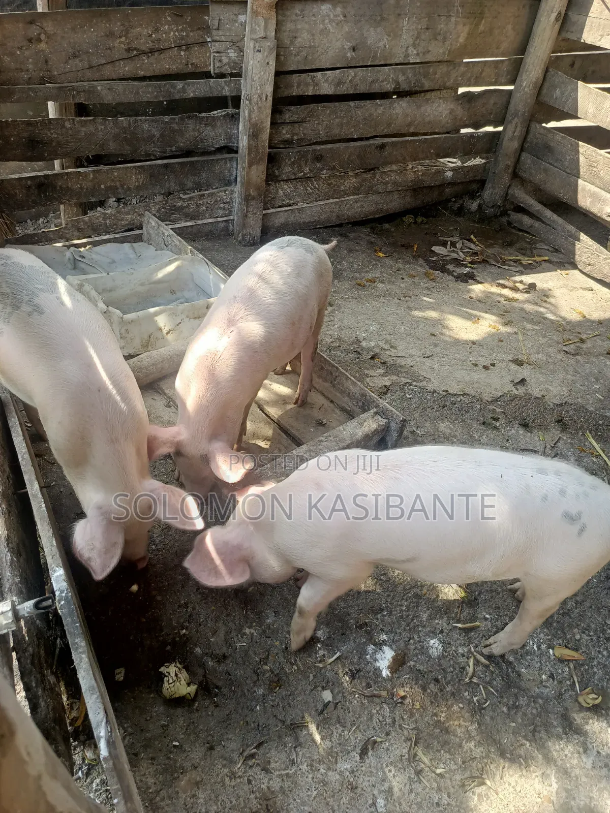 Pigs For Breeding (Cross Of Cg36/F1 Semen)