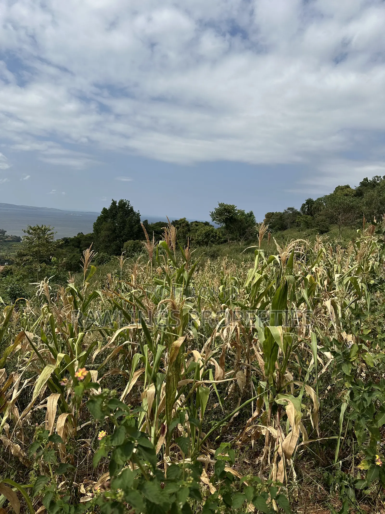 3 Acres for Sale in Kigo at $450,000