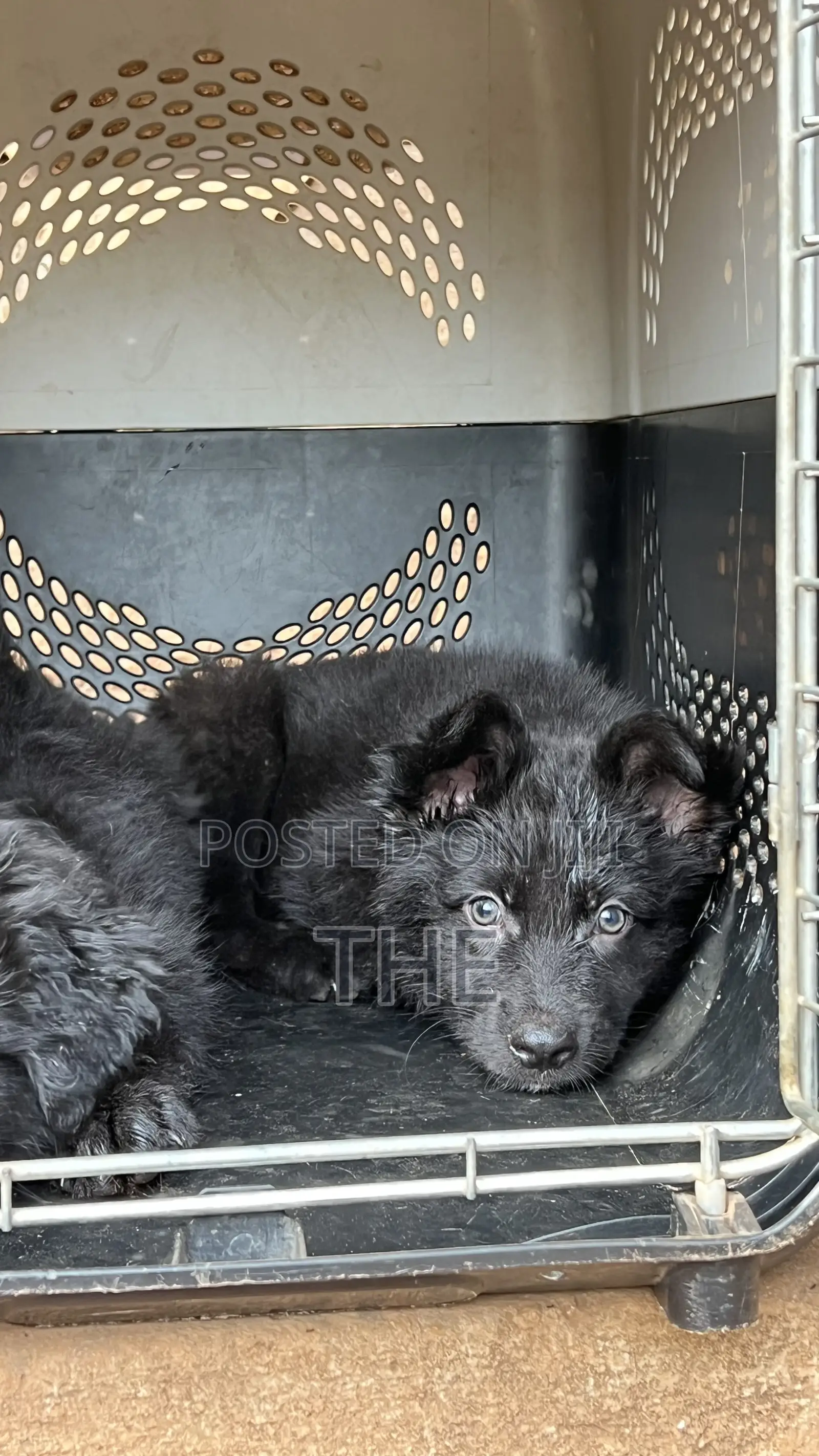 1-3 months Male Purebred German Shepherd