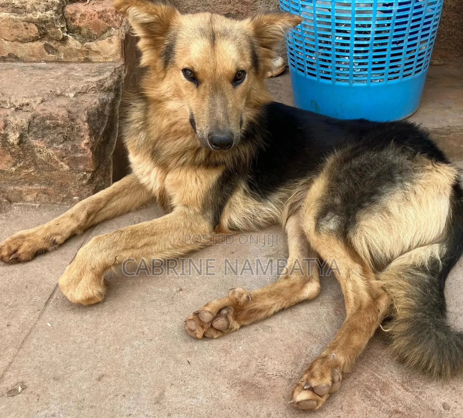 6-12 months Male Purebred German Shepherd