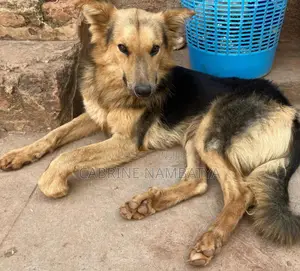 6-12 months Male Purebred German Shepherd