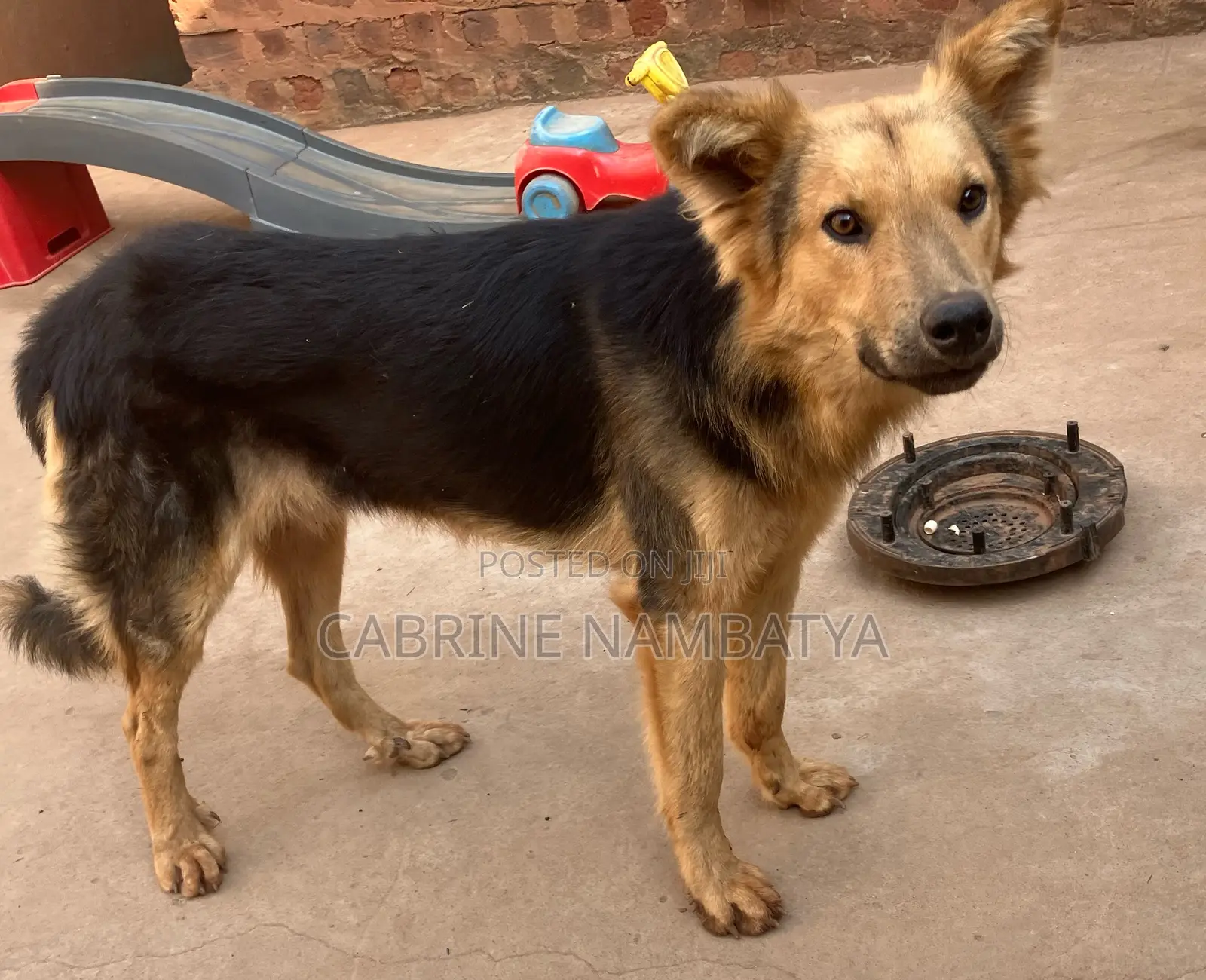 6-12 months Male Purebred German Shepherd