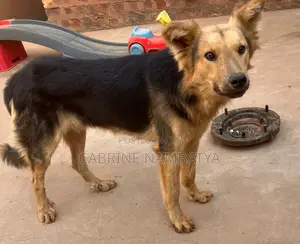 6-12 months Male Purebred German Shepherd