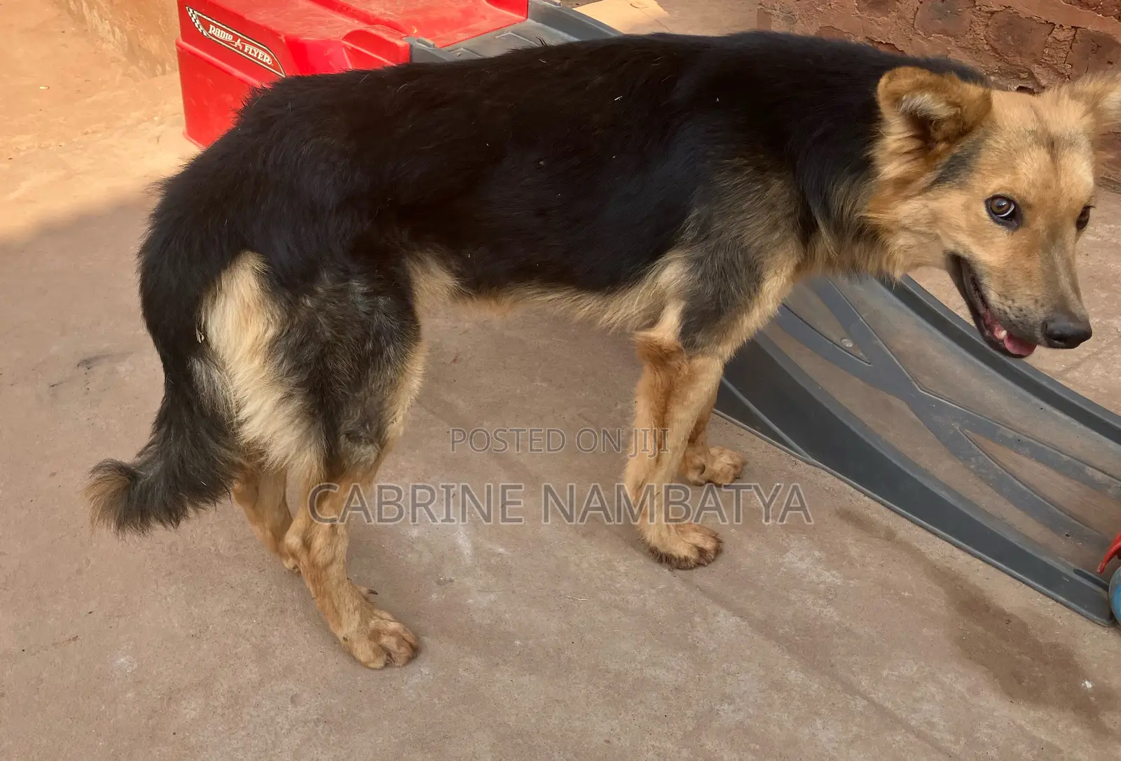 6-12 months Male Purebred German Shepherd