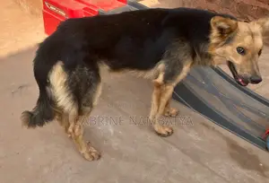 6-12 months Male Purebred German Shepherd