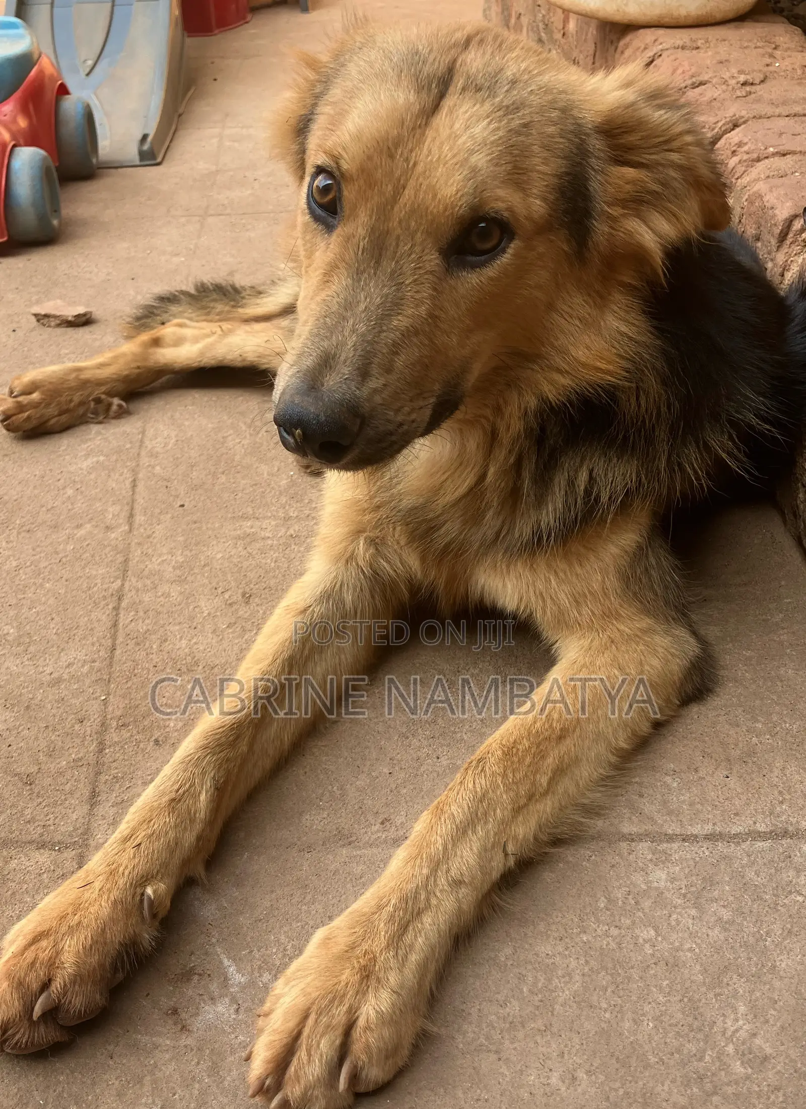 6-12 months Male Purebred German Shepherd