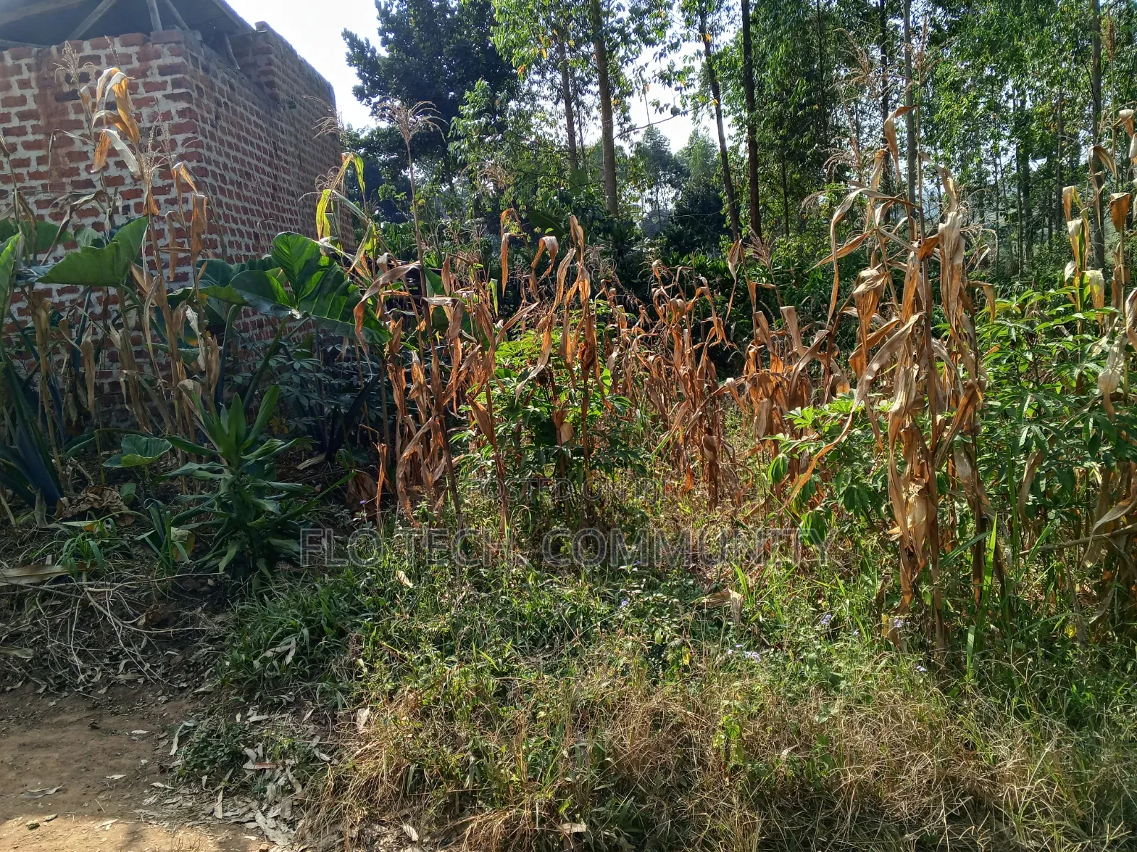 50*50 Plot on Sale in Mityana