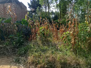 50*50 Plot on Sale in Mityana