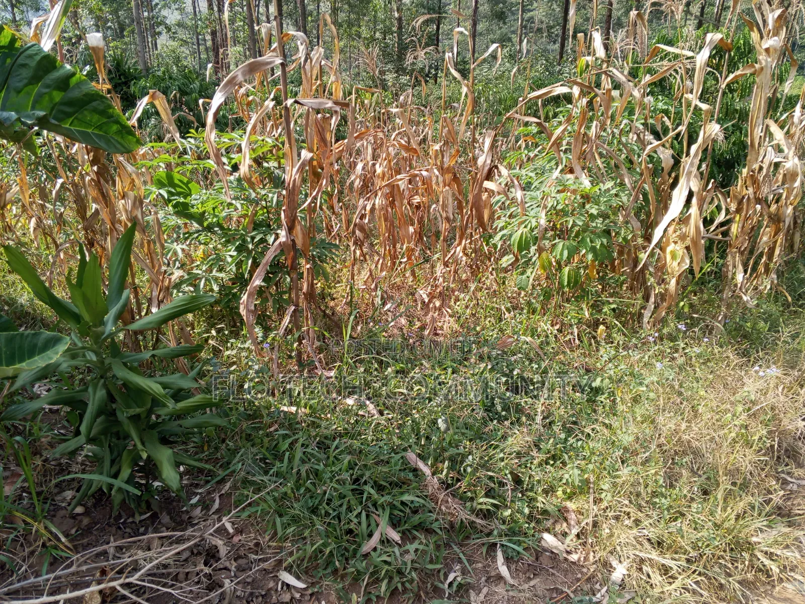 50*50 Plot on Sale in Mityana