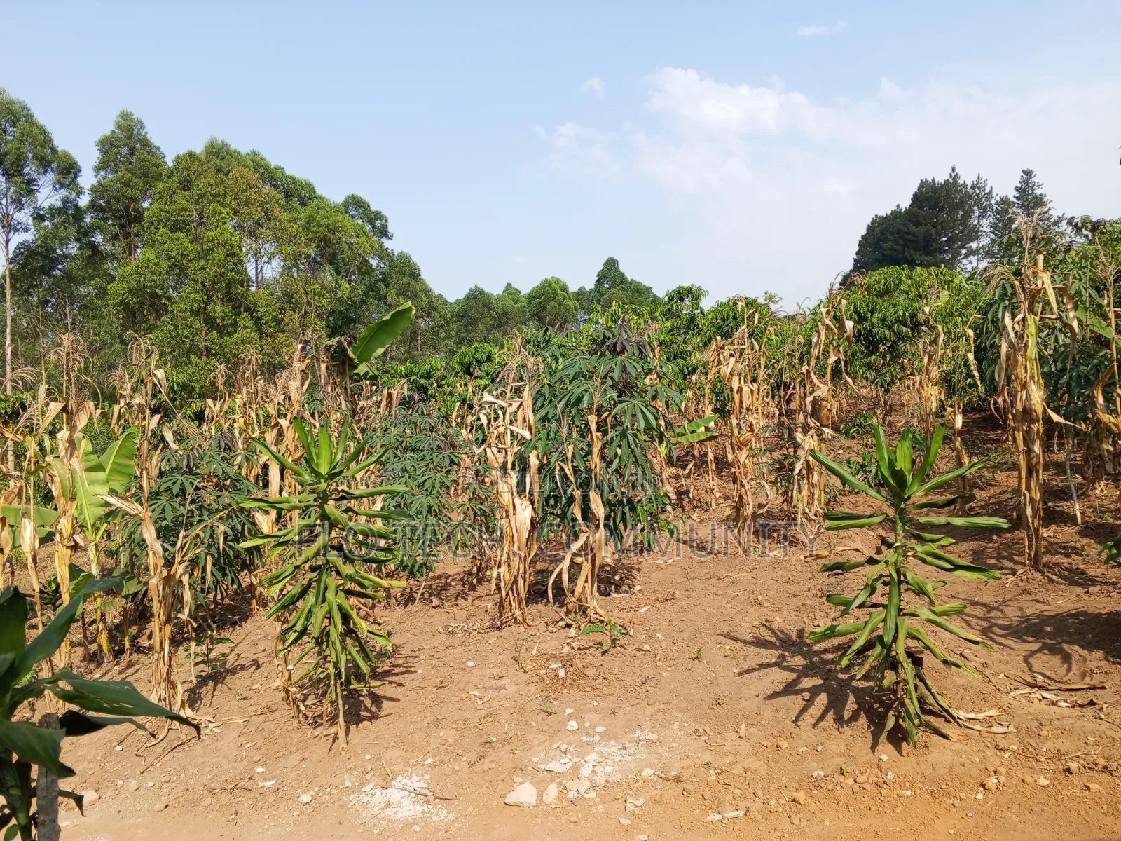 1 Acre on Sale in Lusanja Mityana District