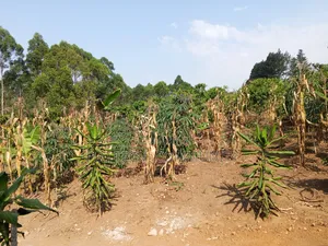 1 Acre on Sale in Lusanja Mityana District