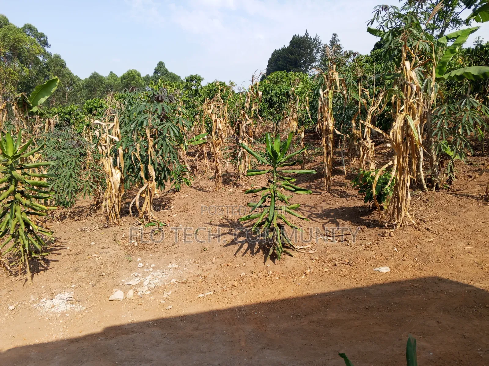 1 Acre on Sale in Lusanja Mityana District