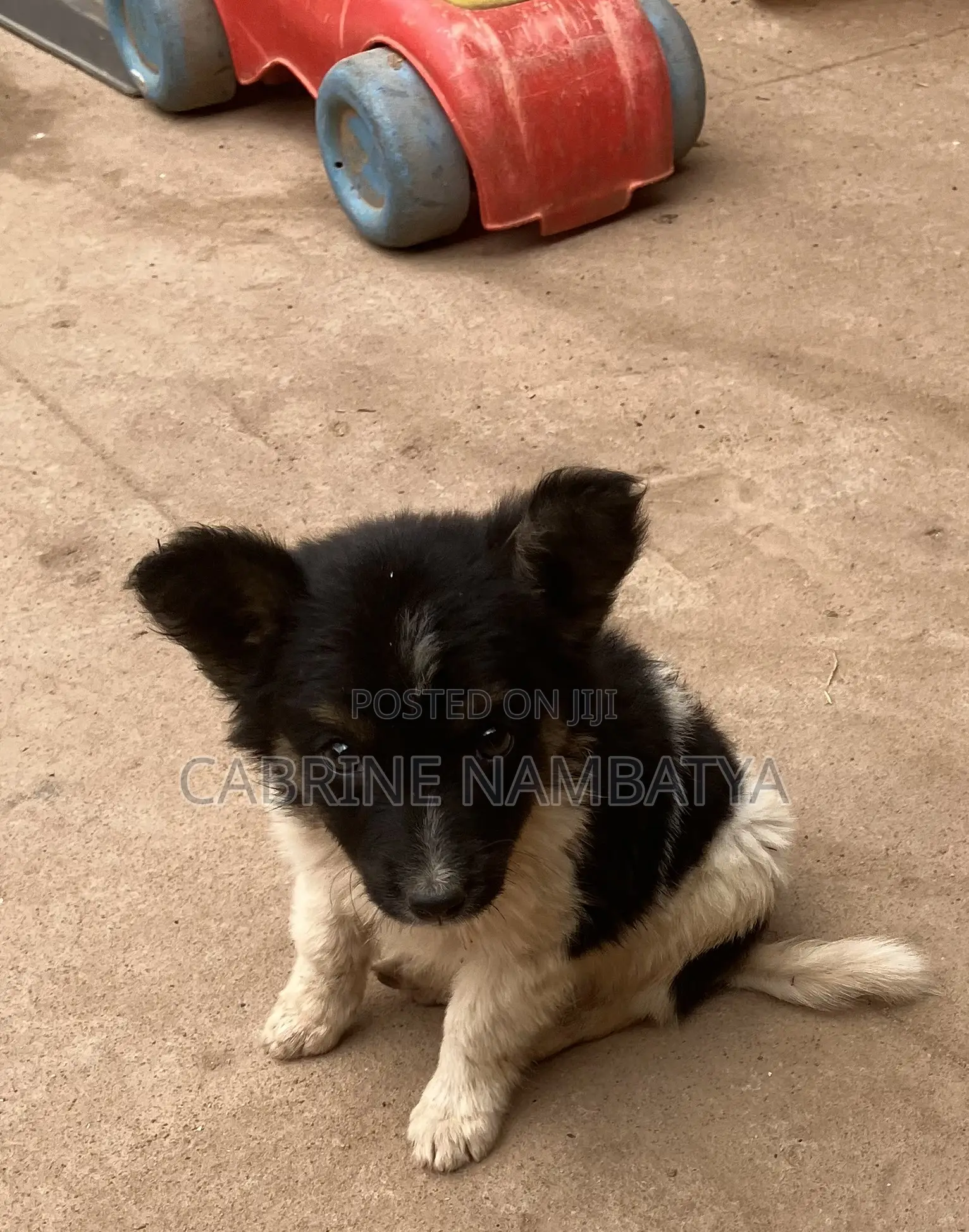 1-3 months Male Mixed Breed Maltese