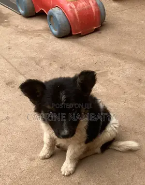 1-3 months Male Mixed Breed Maltese