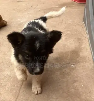 1-3 months Male Mixed Breed Maltese