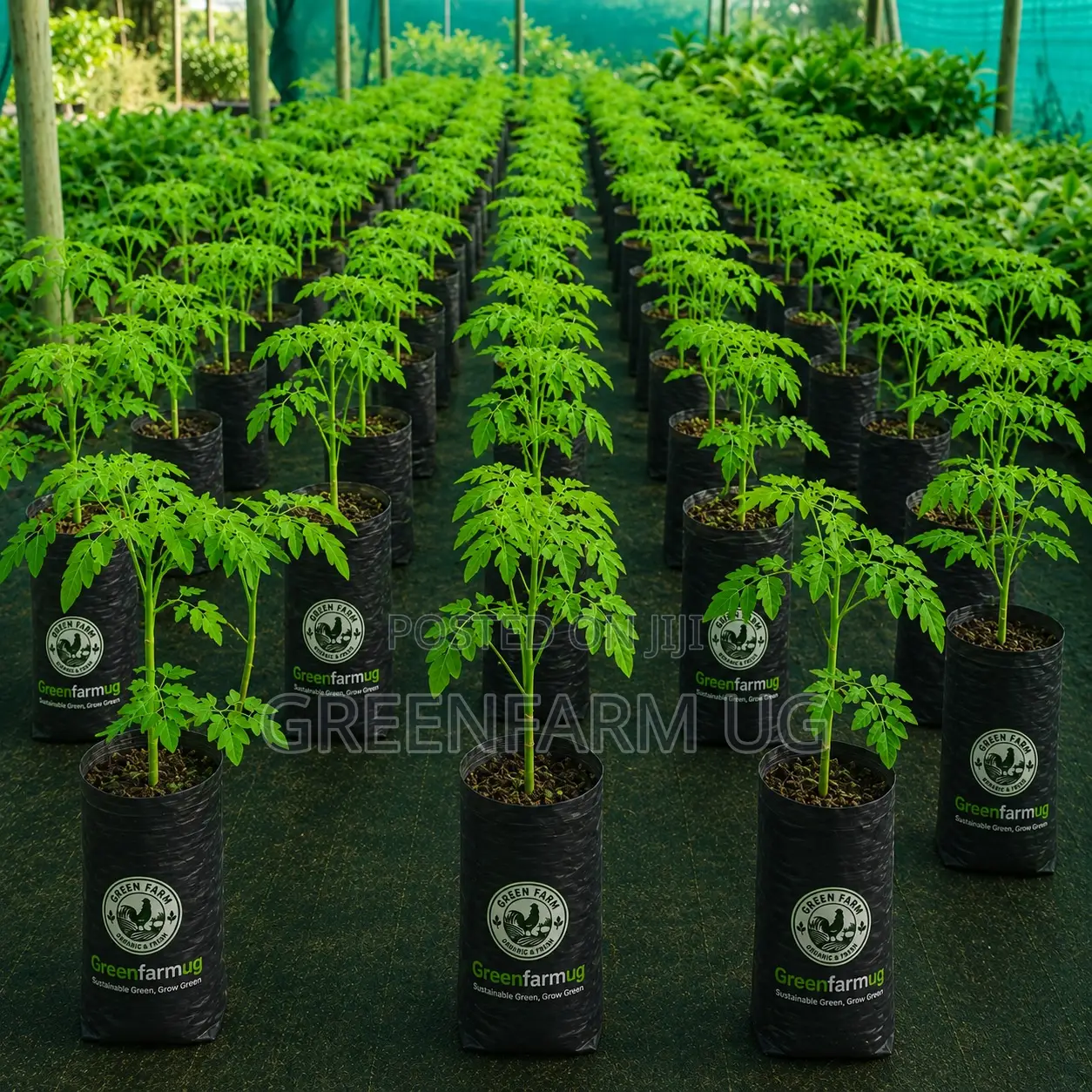 Moringa Seedlings