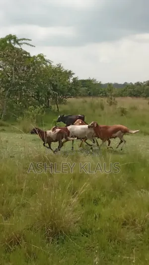 Hot Deal, Cows And Goats Plus Land With One Price