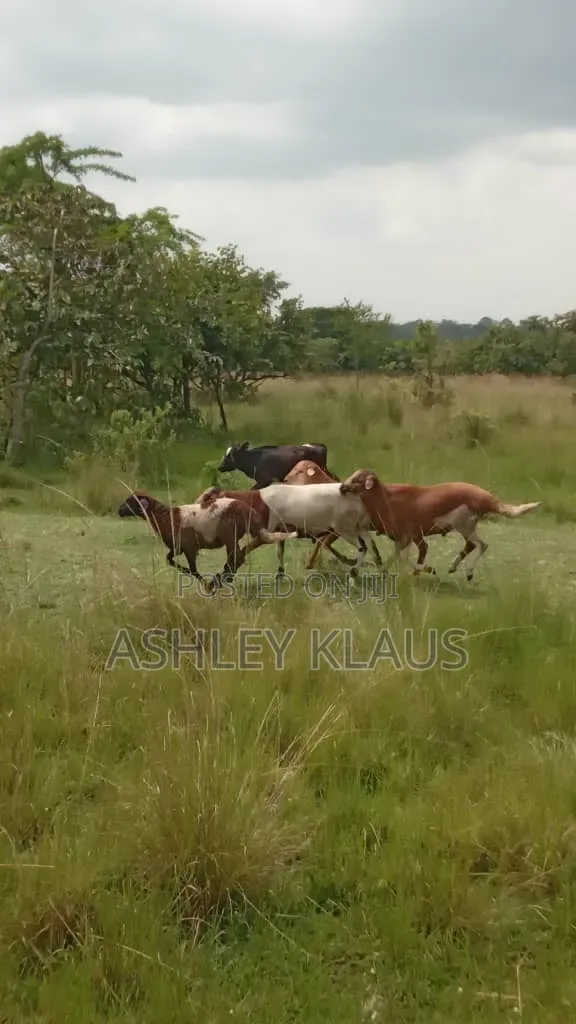 Hot Deal, Cows And Goats Plus Land With One Price