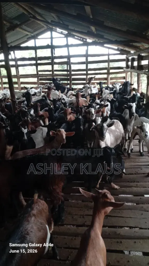 Hot Deal, Cows And Goats Plus Land With One Price