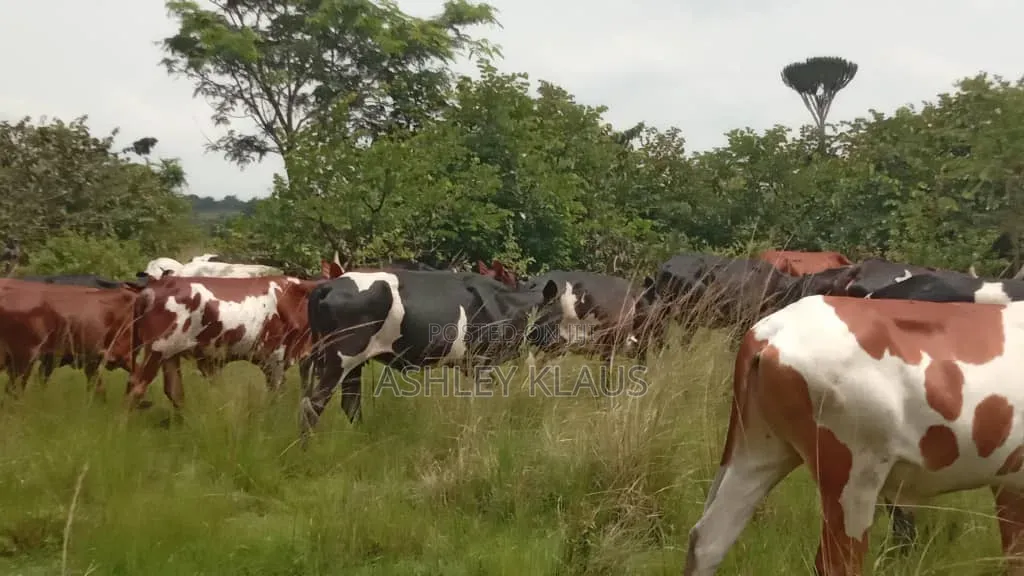 Hot Deal, Cows And Goats Plus Land With One Price