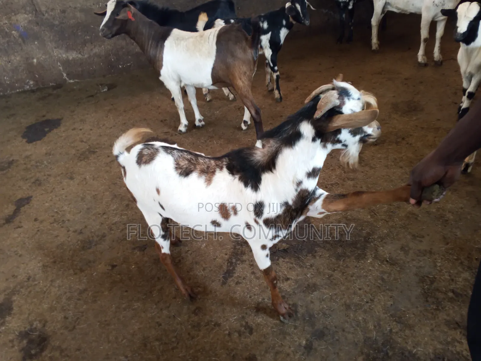 Exotic Boer Goats
