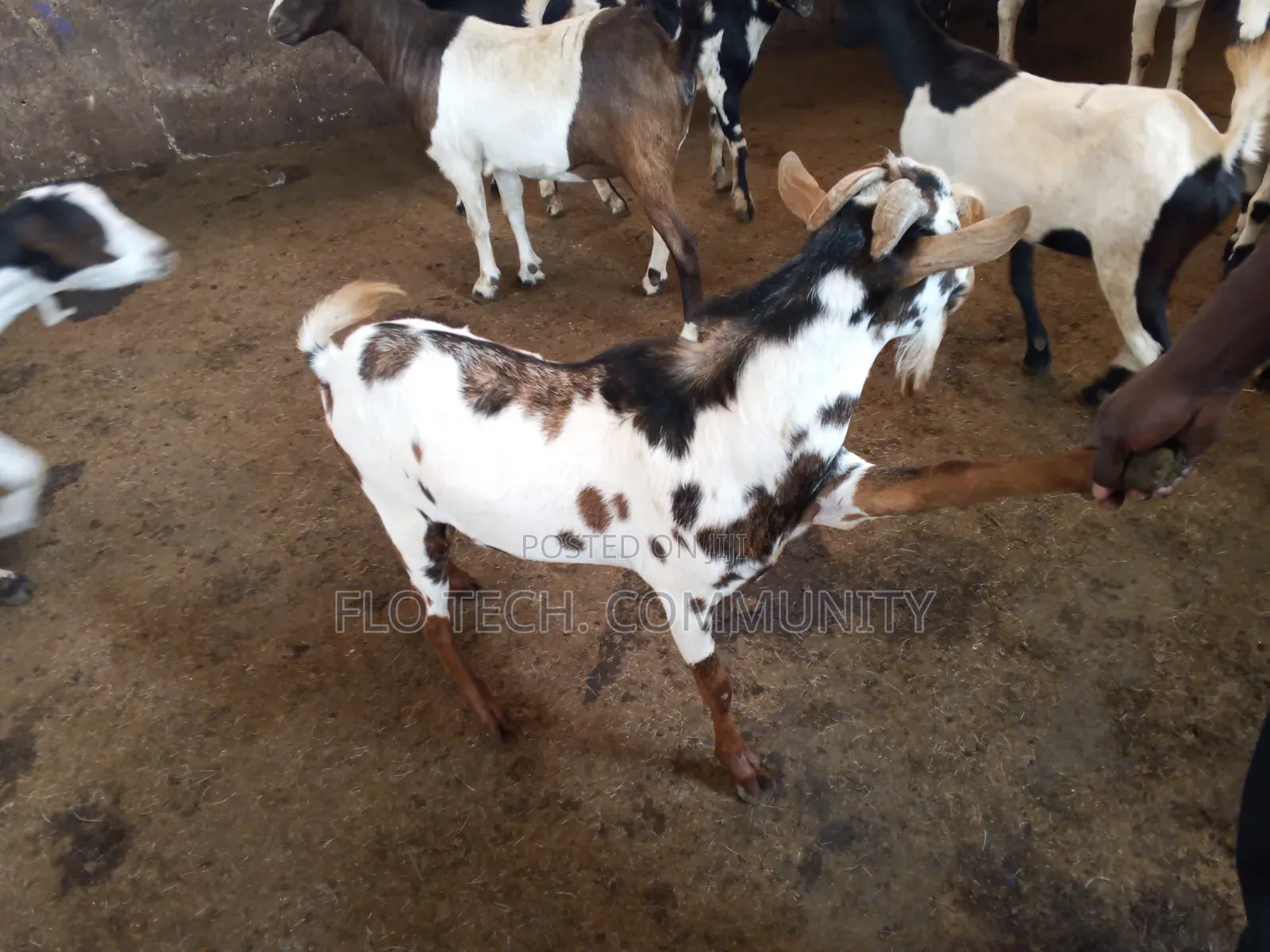 Exotic Boer Goats