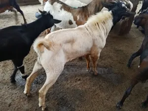 Exotic Boer Goats