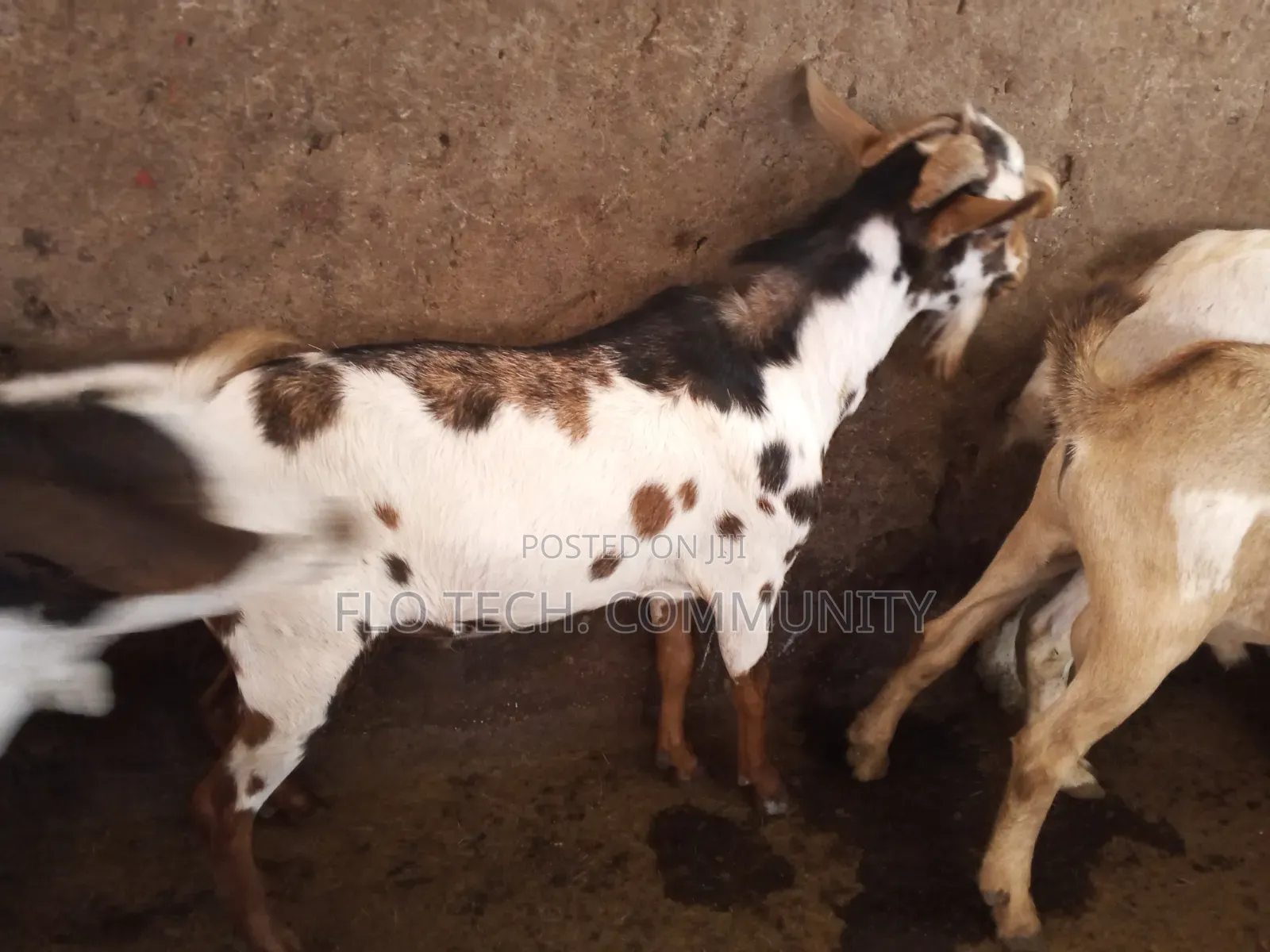 Exotic Boer Goats