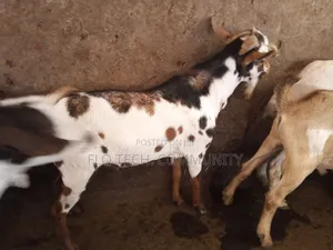 Exotic Boer Goats