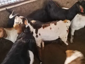 Exotic Boer Goats