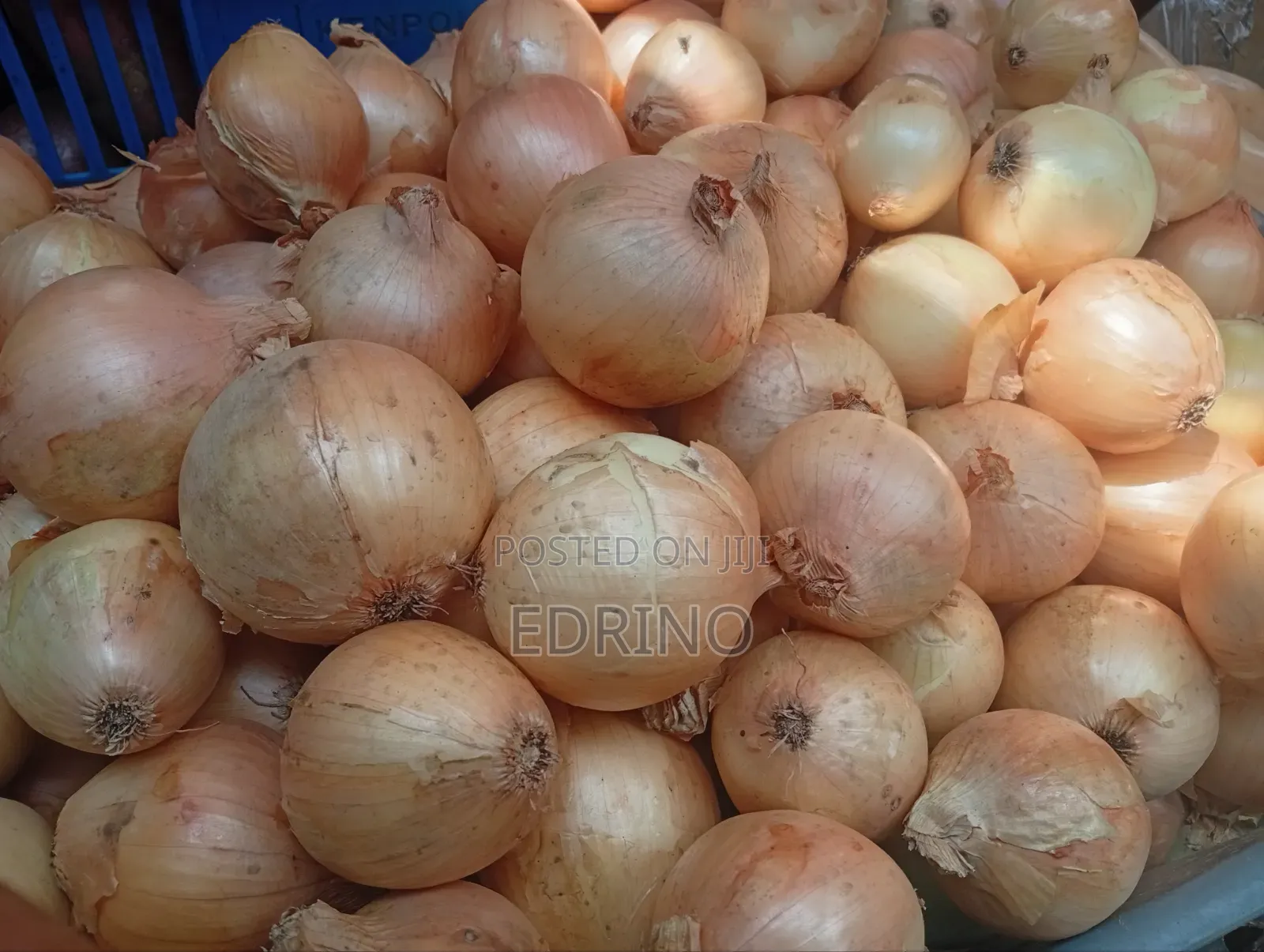 Whight Onion