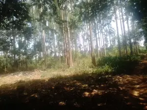 5 Acres of Industrial Land Is Available for Sale at 400m in Ndegeya