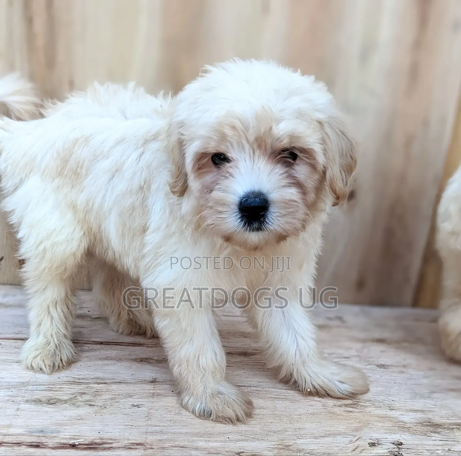 1-3 months Female Purebred Maltese
