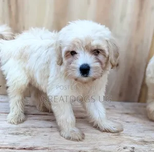1-3 months Female Purebred Maltese