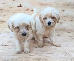 1-3 months Female Purebred Maltese