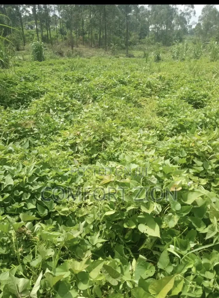 Sweet Potatoes