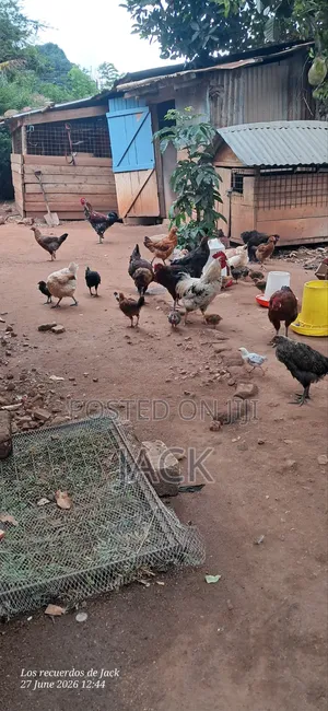 Pure Local Freerange Chickens and Guinea Fowl
