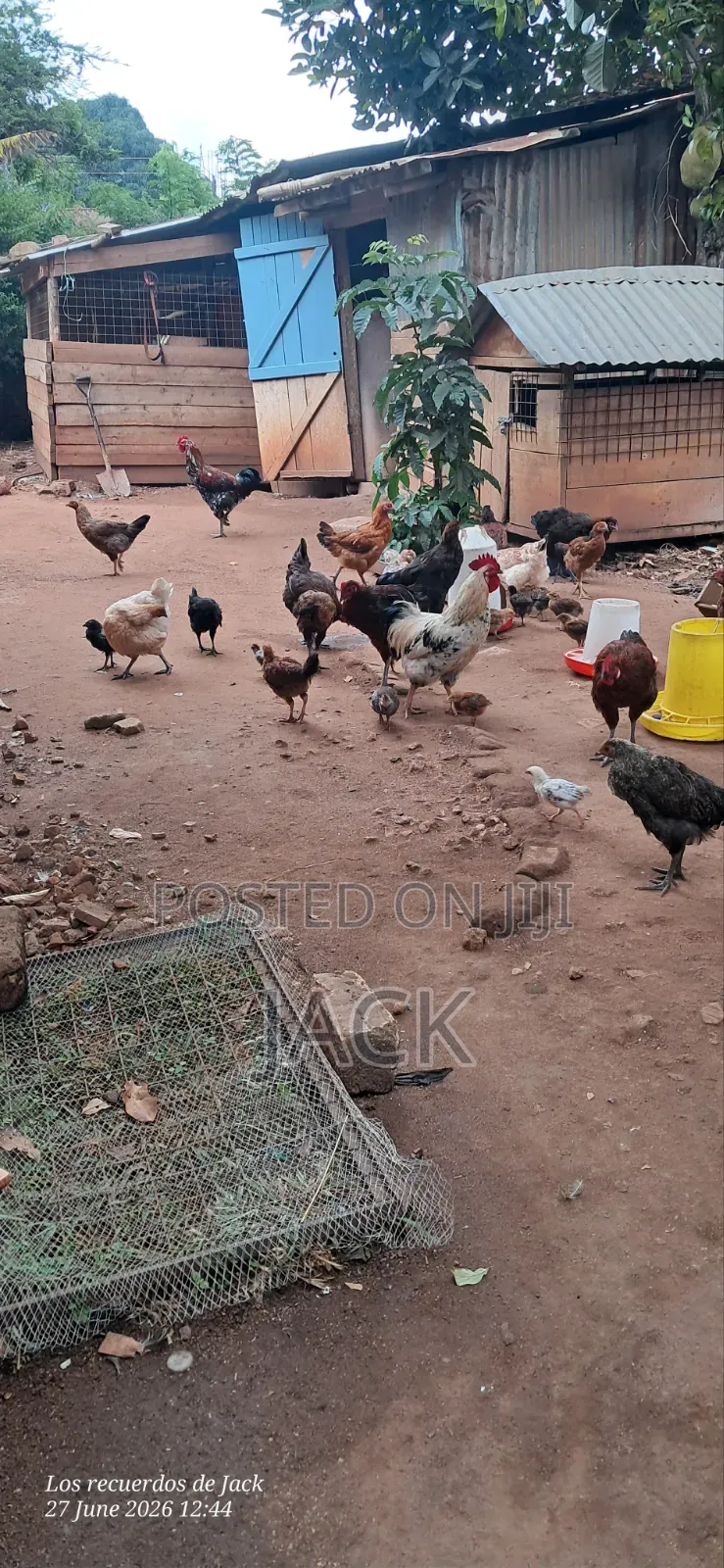 Pure Local Freerange Chickens and Guinea Fowl