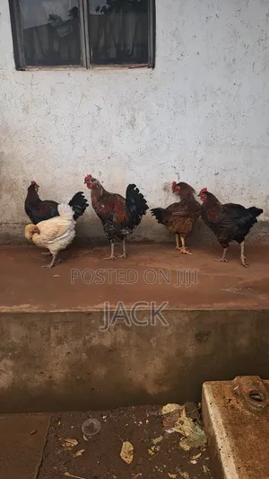 Pure Local Freerange Chickens and Guinea Fowl