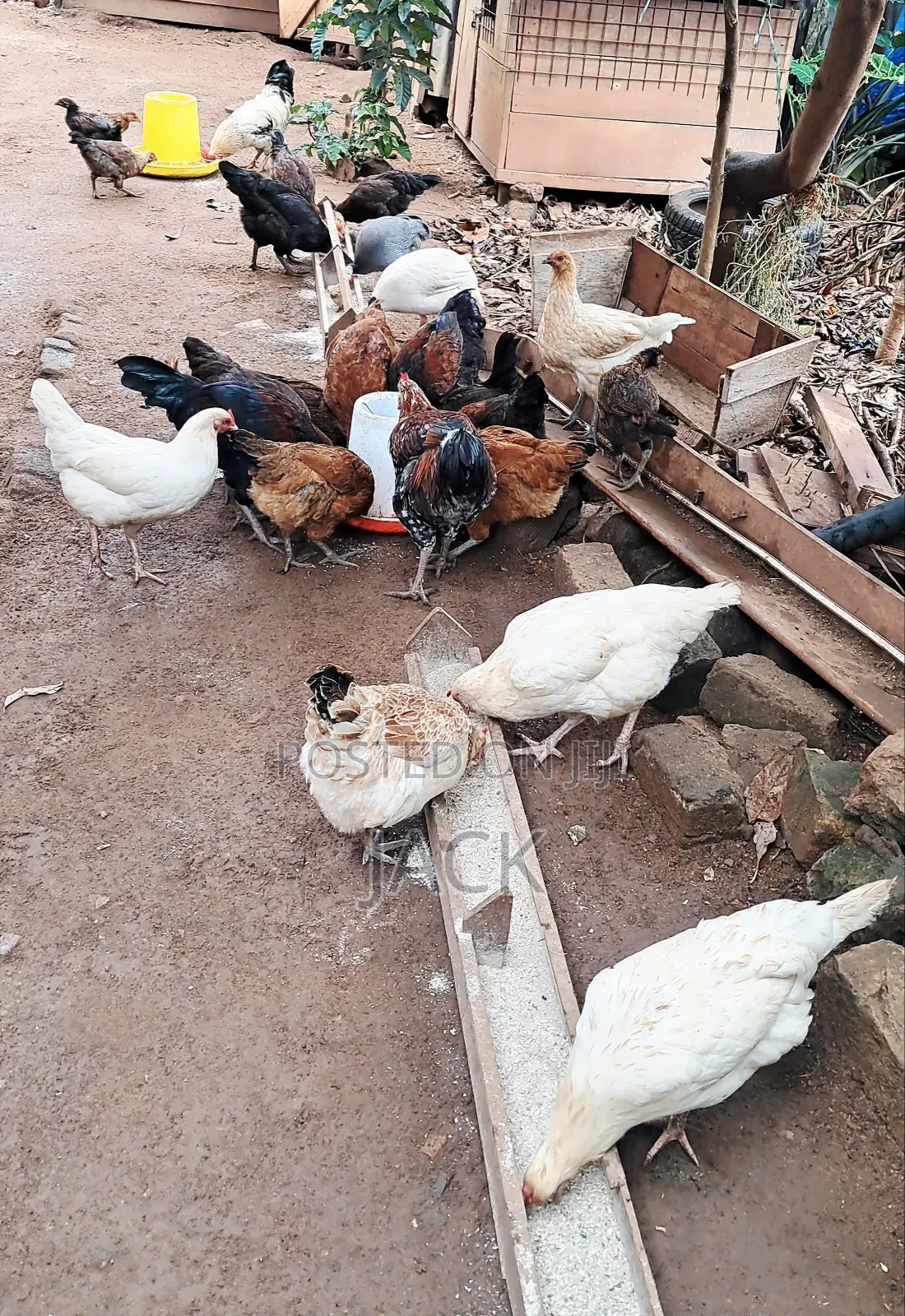 Pure Local Freerange Chickens and Guinea Fowl