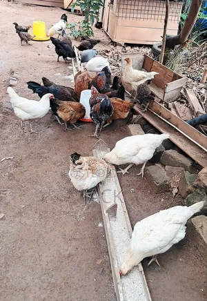 Pure Local Freerange Chickens and Guinea Fowl