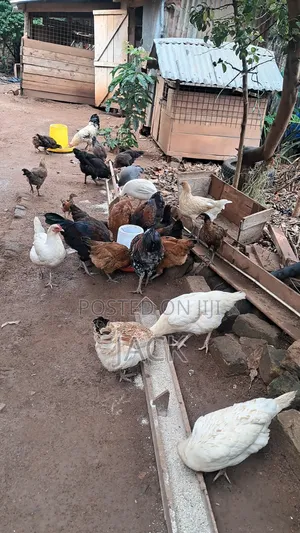 Pure Local Freerange Chickens and Guinea Fowl